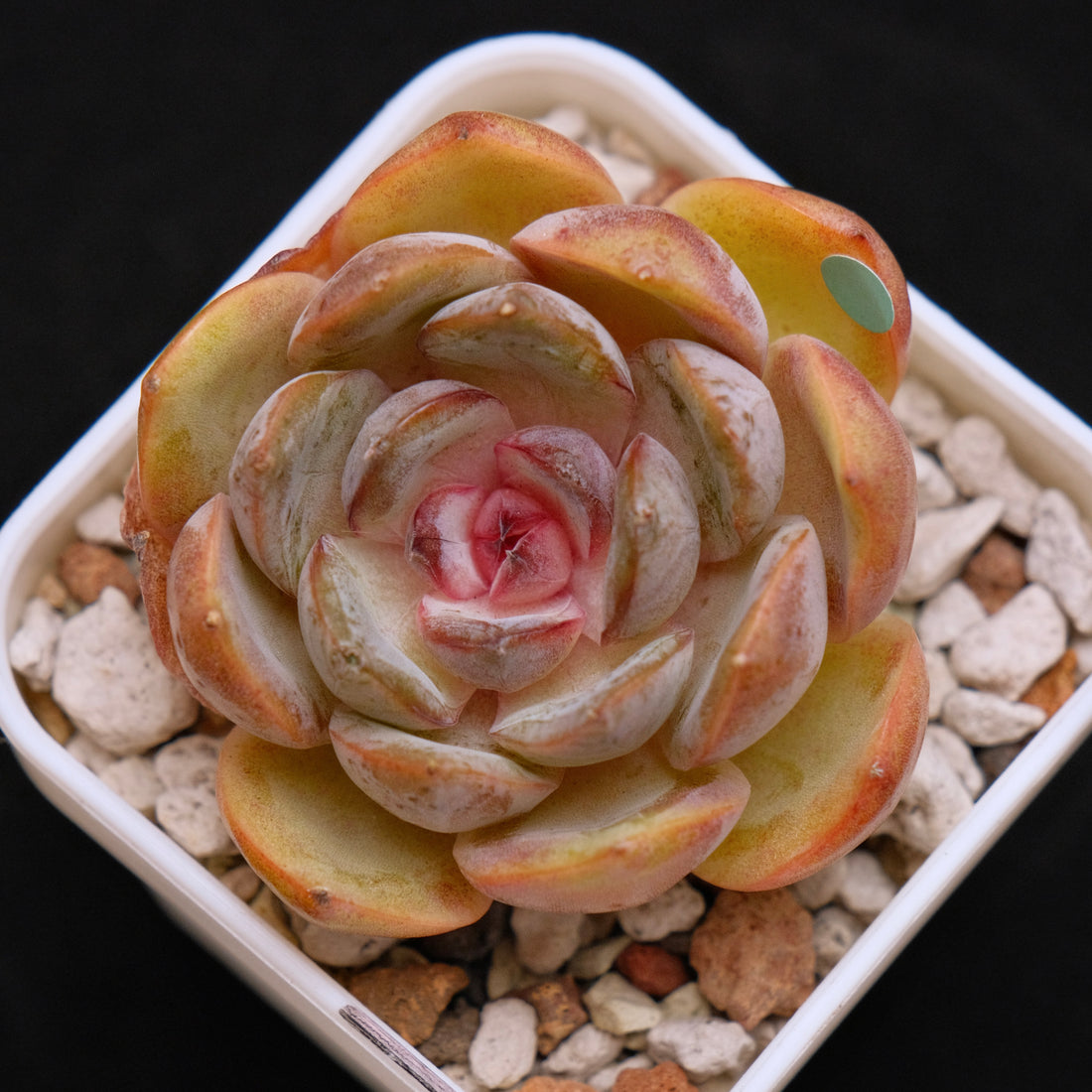 Echeveria Mirine Korean Succulent Plant