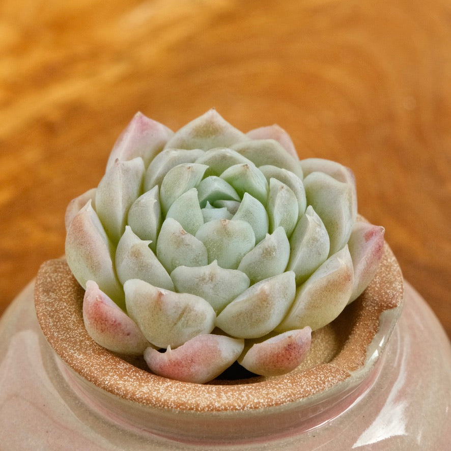 Echeveria Ice Rose Korean Succulent Plant Changhee hybrid