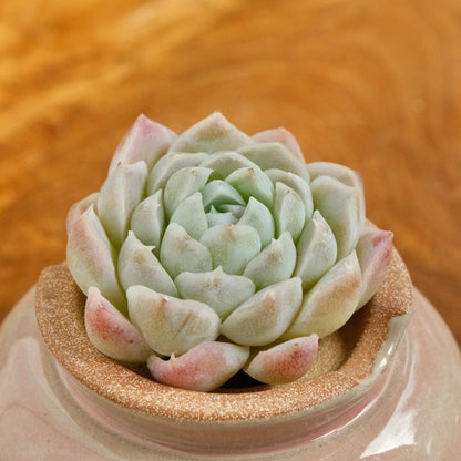 Echeveria Ice Rose Korean Succulent Plant Changhee hybrid