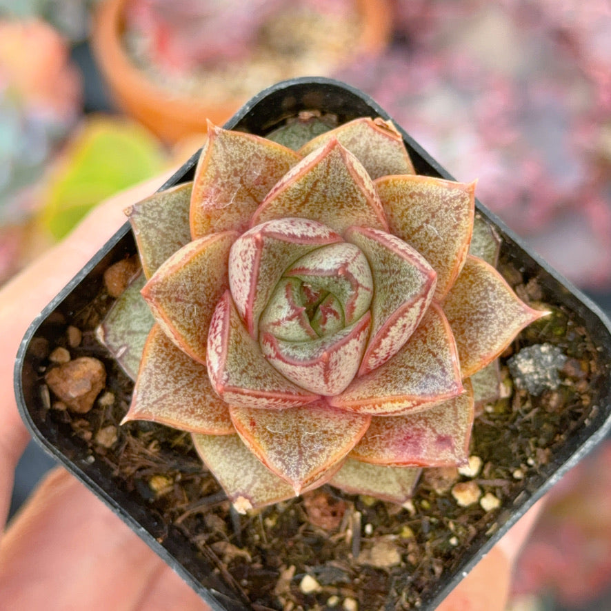 Echeveria Dionysus Succulent Plant