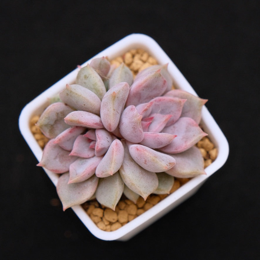 Echeveria Pastel Leon Korean Succulent Plant