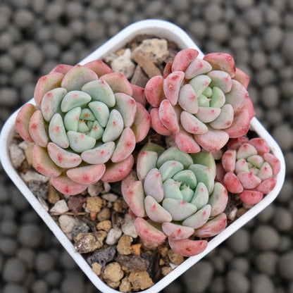 Echeveria Indian Bob Korean Succulent Plant