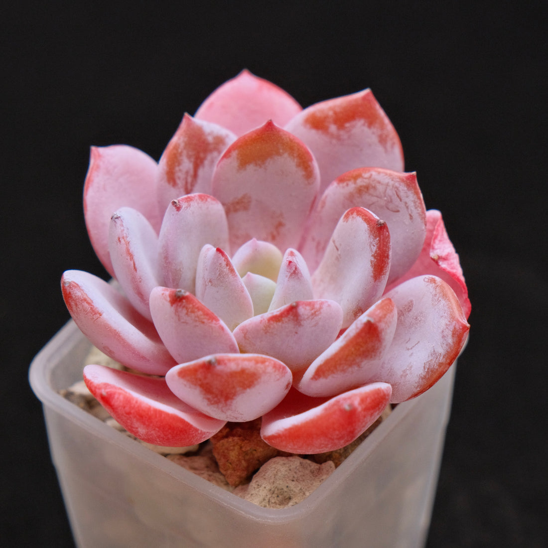 Echeveria Ice Purple Korean Succulent Plant