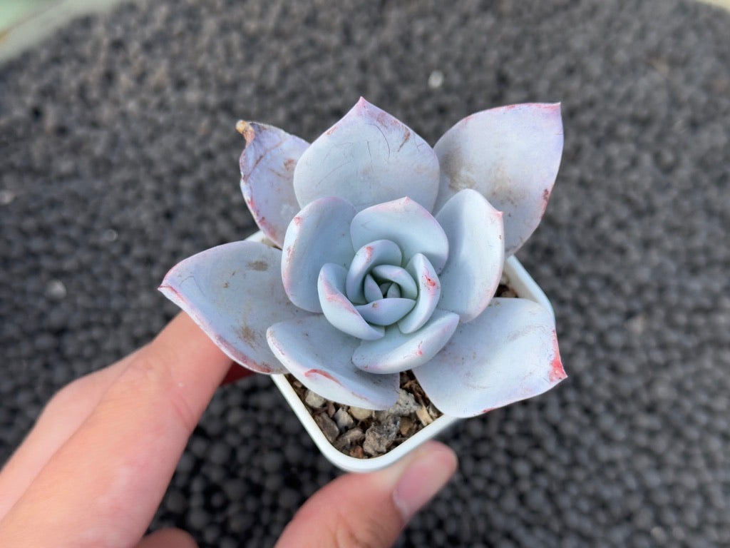 Echeveria White Lotus Imported Succulent Plant