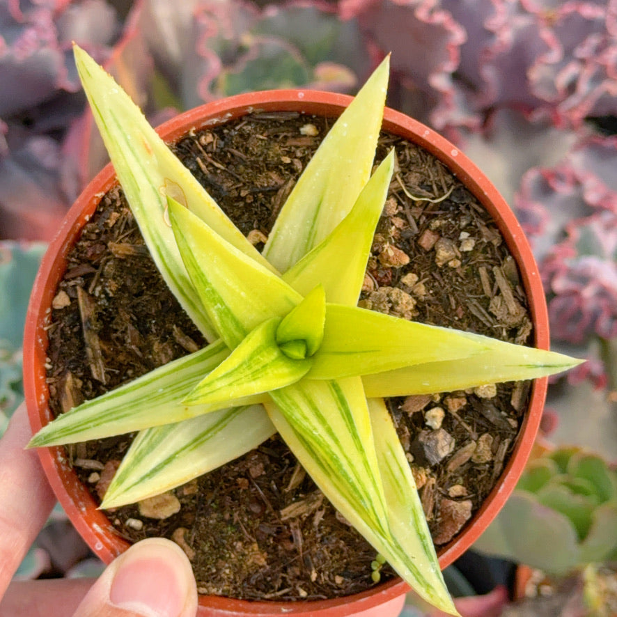Variegated Gasteraloe Green Gold Succulent Plant