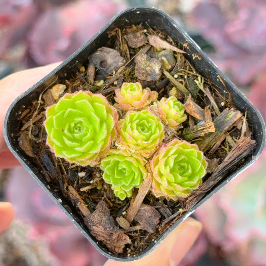 Rosularia platyphylla Succulent Plant