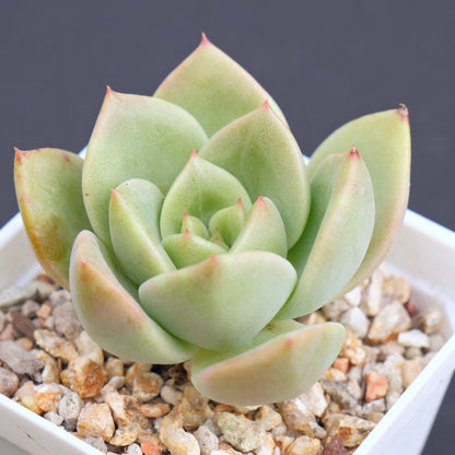 Echeveria Beltana Succulent Plant
