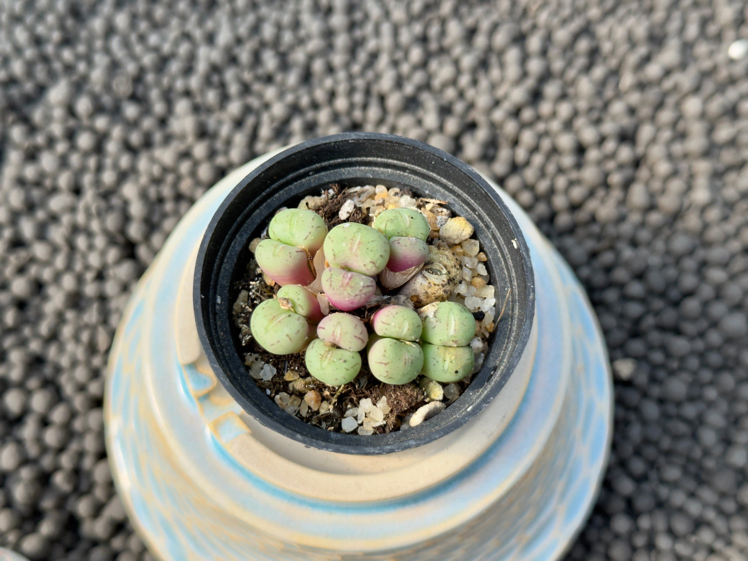 Conophytum species Imported Succulent Plant