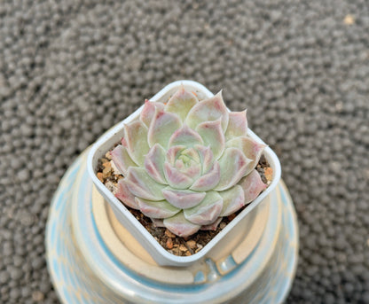 Echeveria Lilac Card Korean Succulent Plant Changhee hybrid