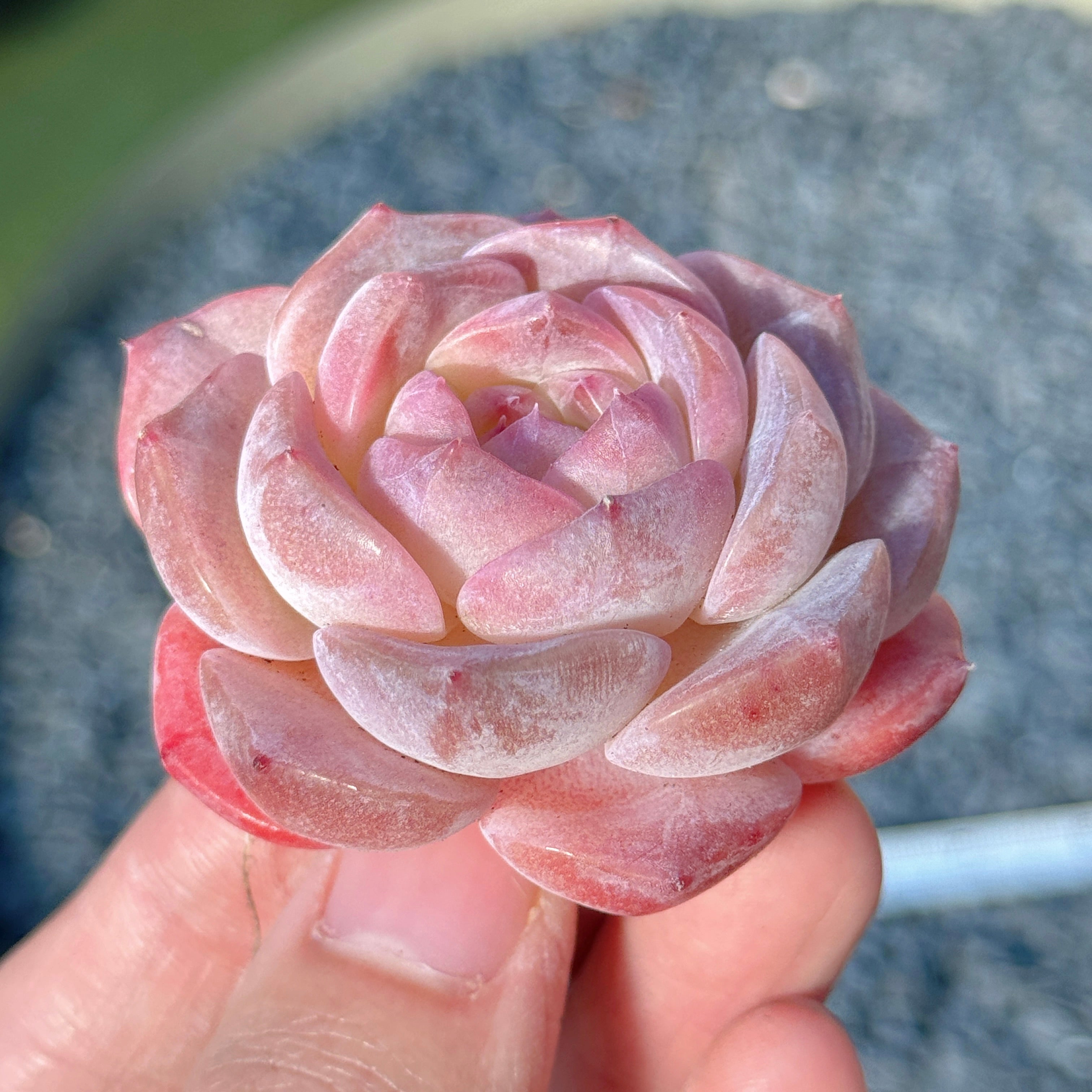 Echeveria Jelly Hybrid Succulent Plant E