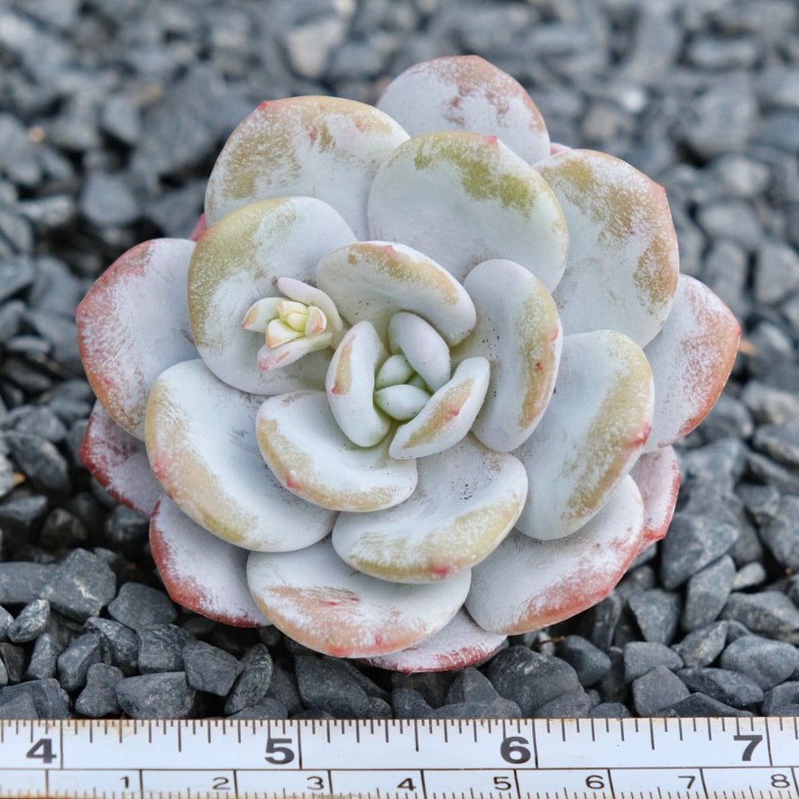 Echeveria laui Imported Succulent Plant