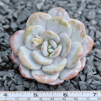 Echeveria laui Imported Succulent Plant