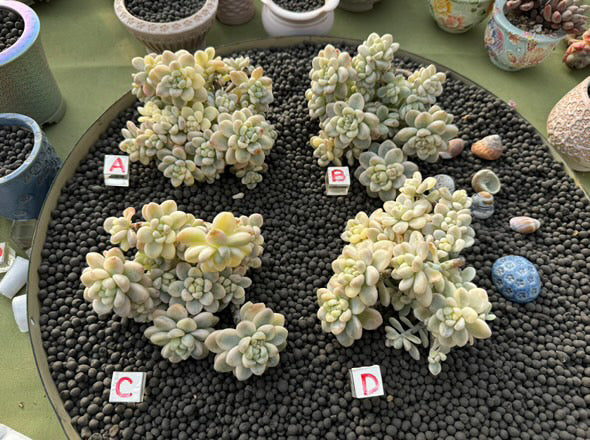 Sandymartinez’s 1/26 Custom Order