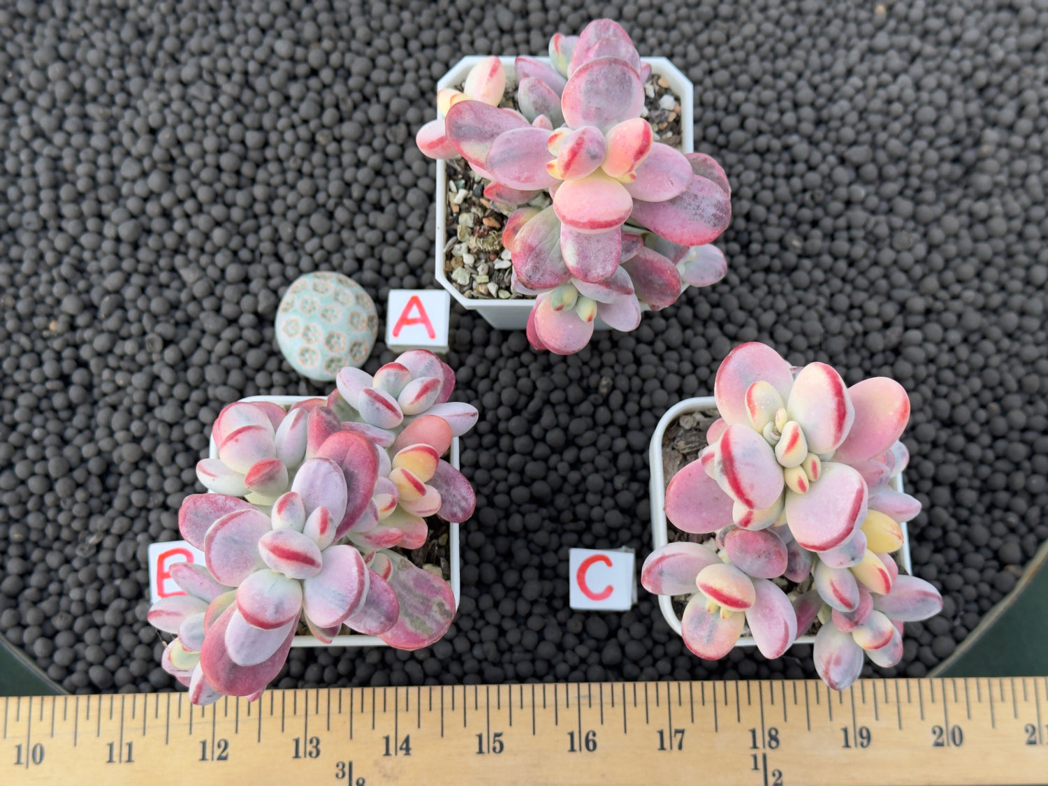 Variegated Cotyledon orbiculata Korean Succulent Plant