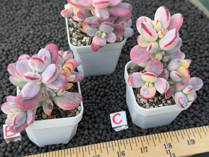 Variegated Cotyledon orbiculata Korean Succulent Plant