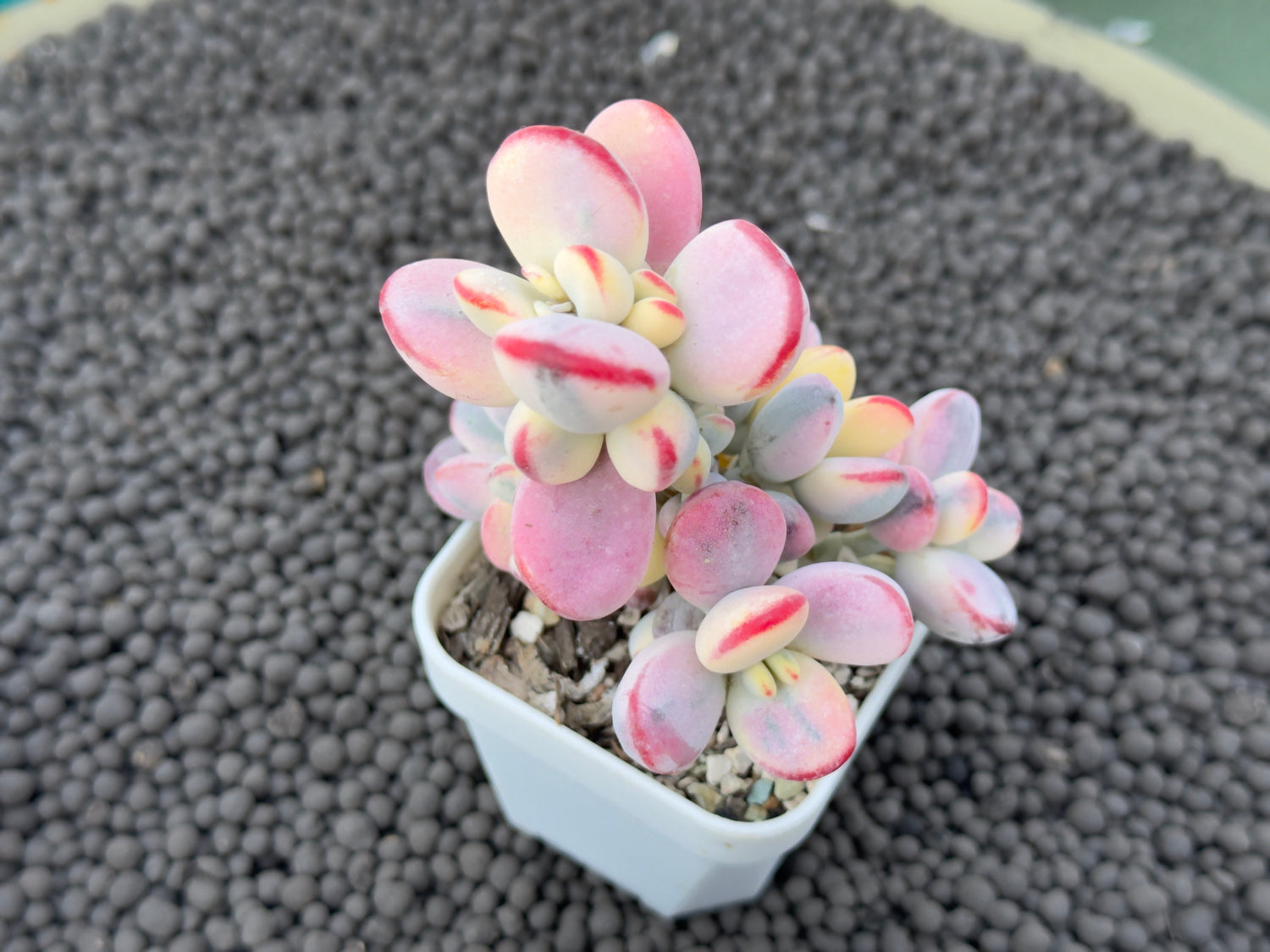 Variegated Cotyledon orbiculata Korean Succulent Plant