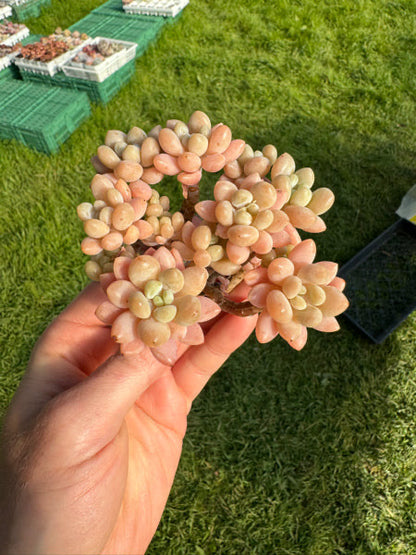 Graptosedum Daphne Imported Succulent Plant