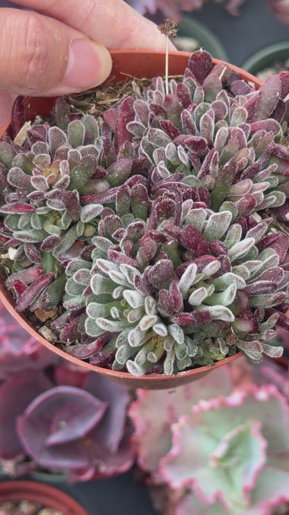 Crassula pubescens Succulent Plant