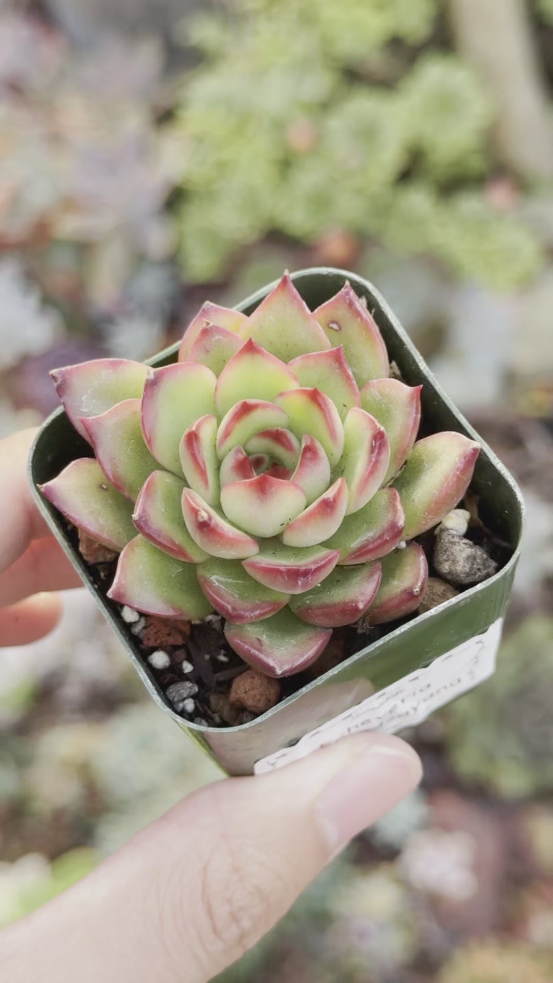 Echeveria puli-lindsayana Succulent Plant