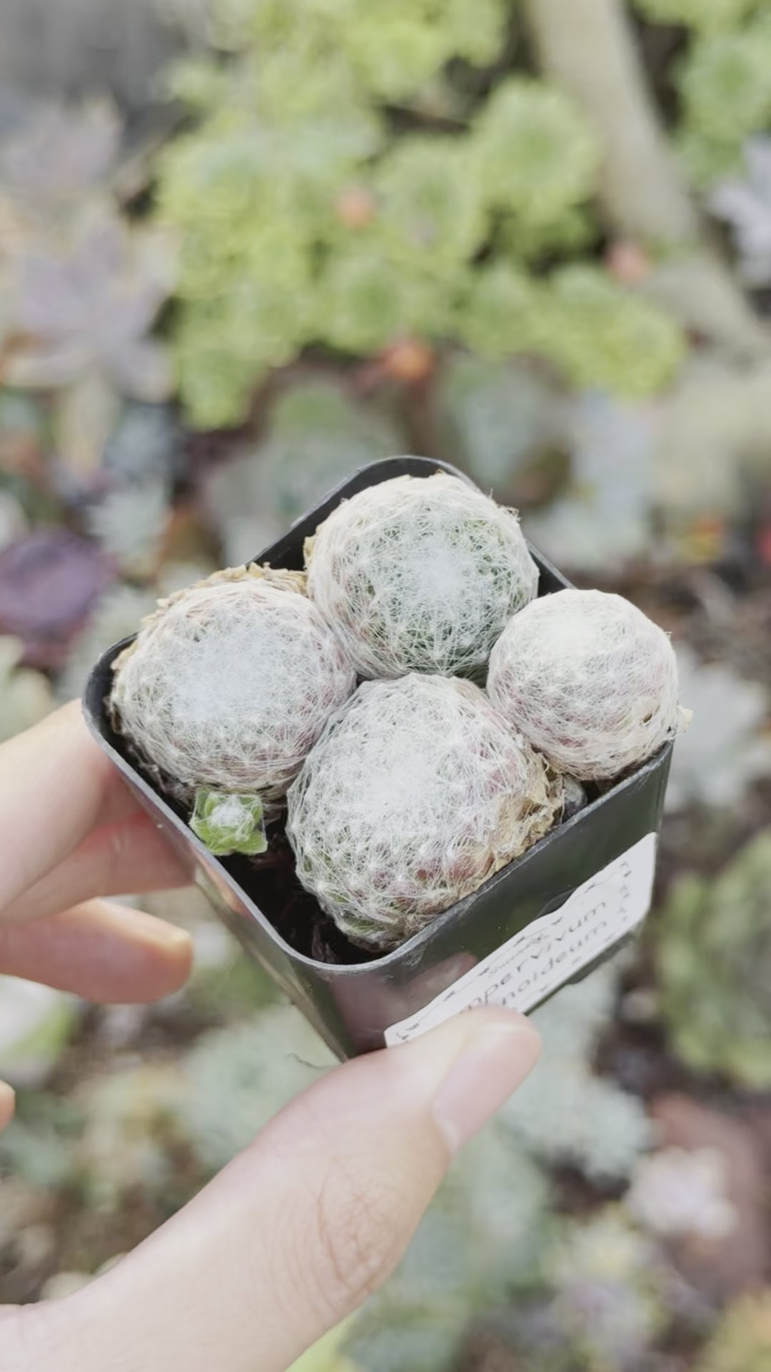 Sempervivum arachnoideum Succulent Plant