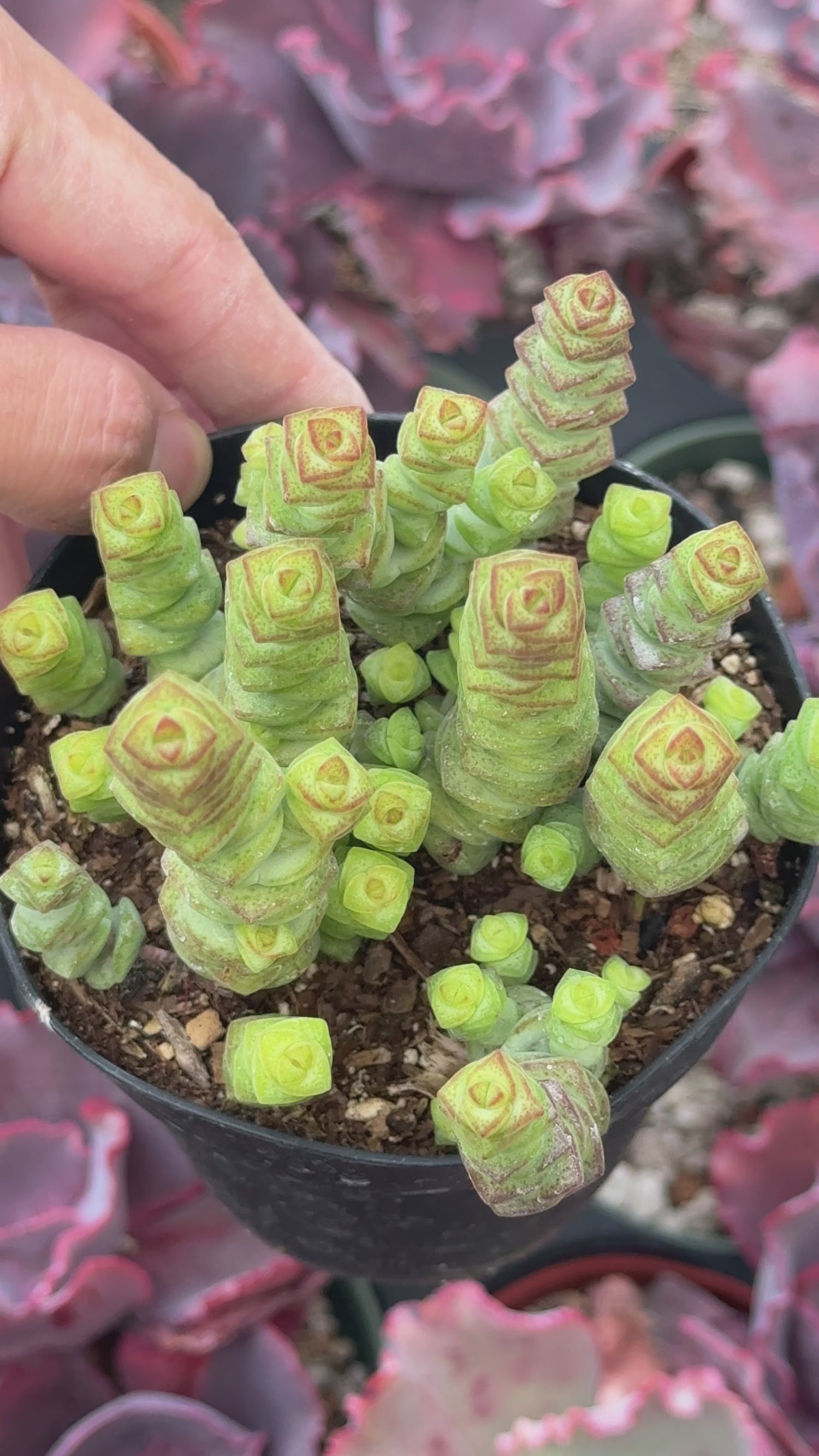Crassula marnieriana Succulent Plant