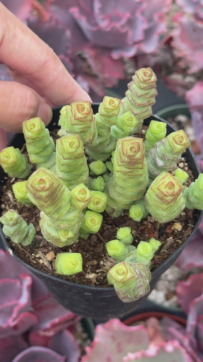 Crassula marnieriana Succulent Plant