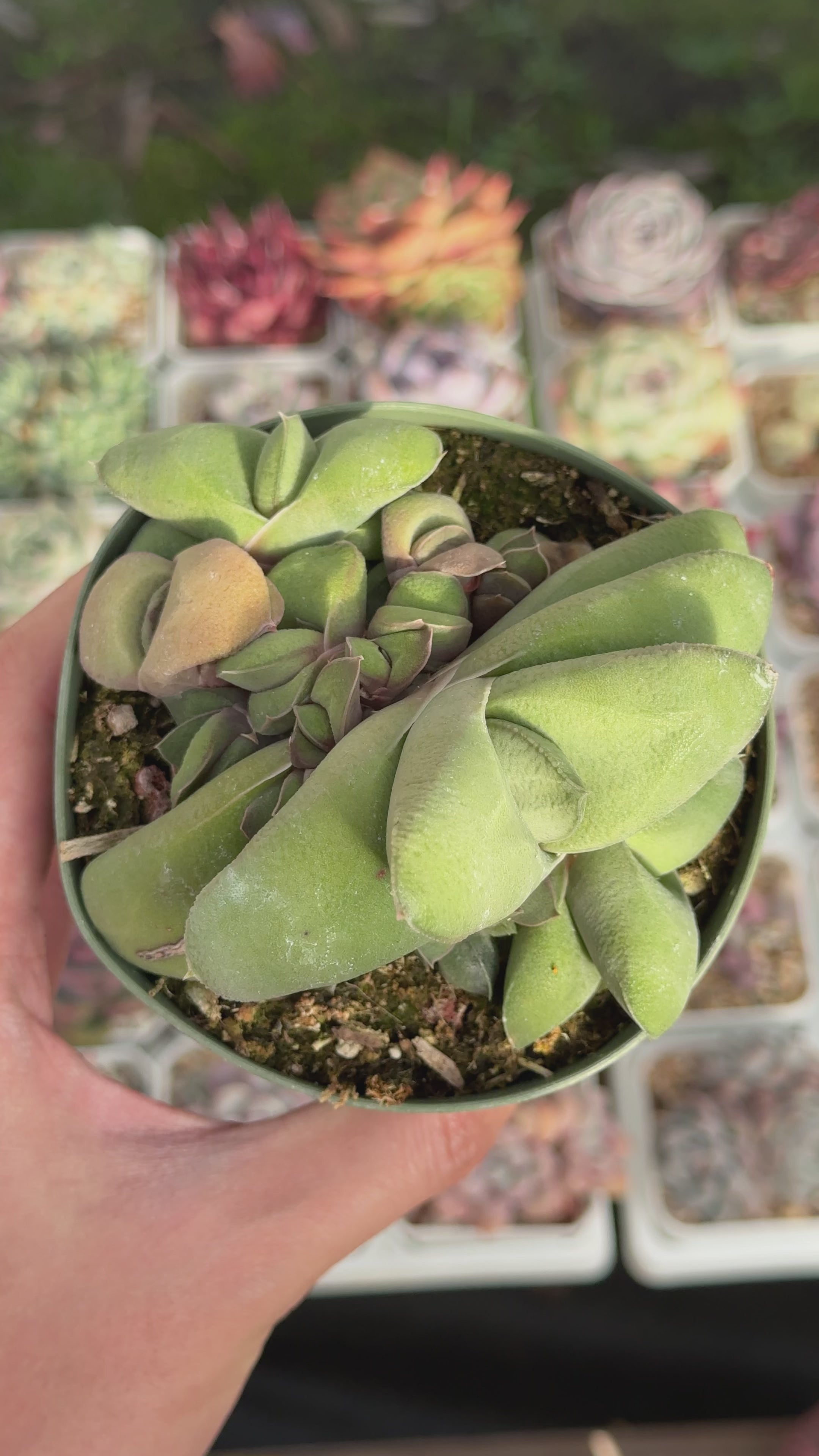 Gasteria glomerata Succulent Plant
