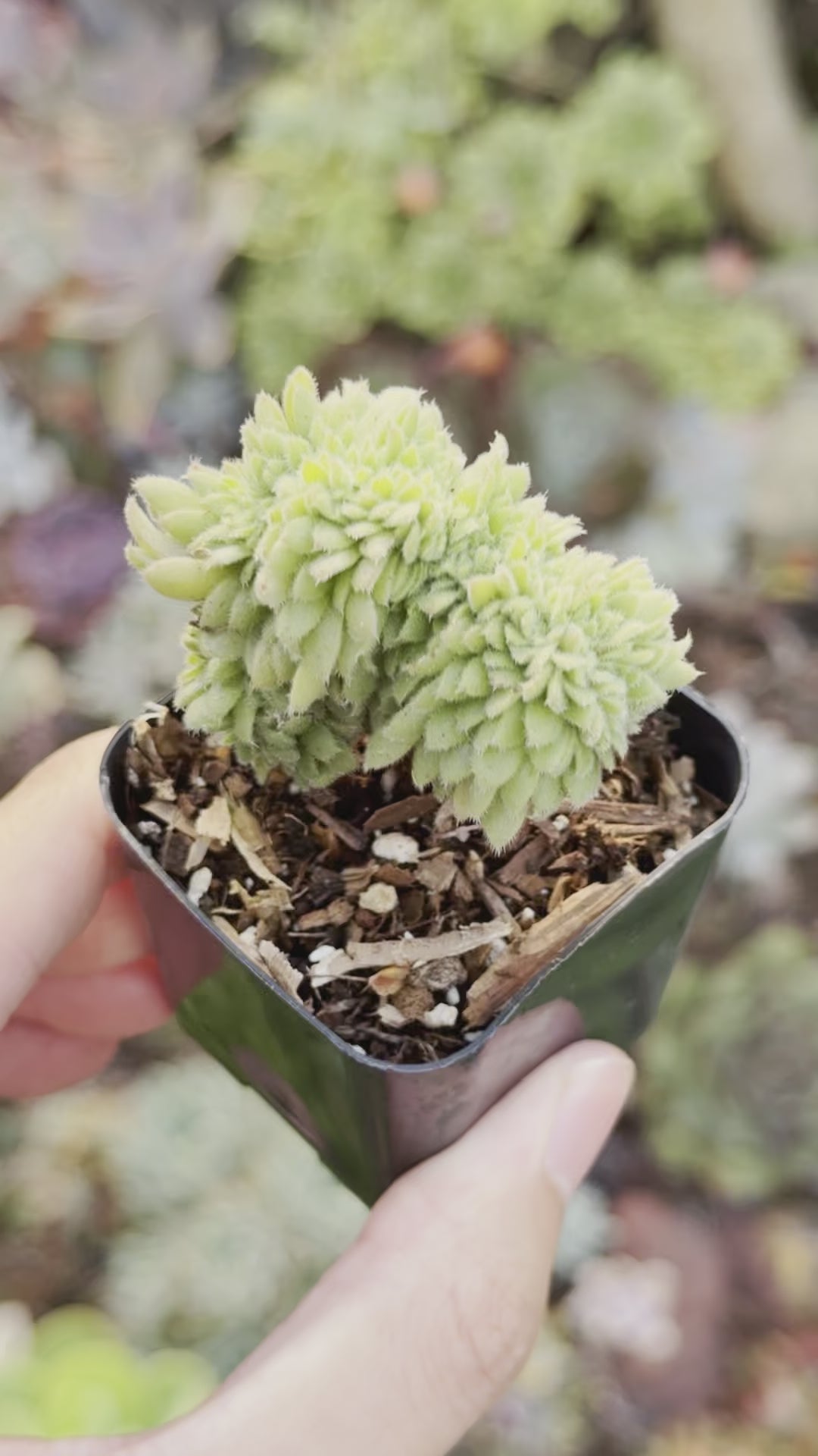 Crested Aeonium tabuliforme Rare Succulent Plant