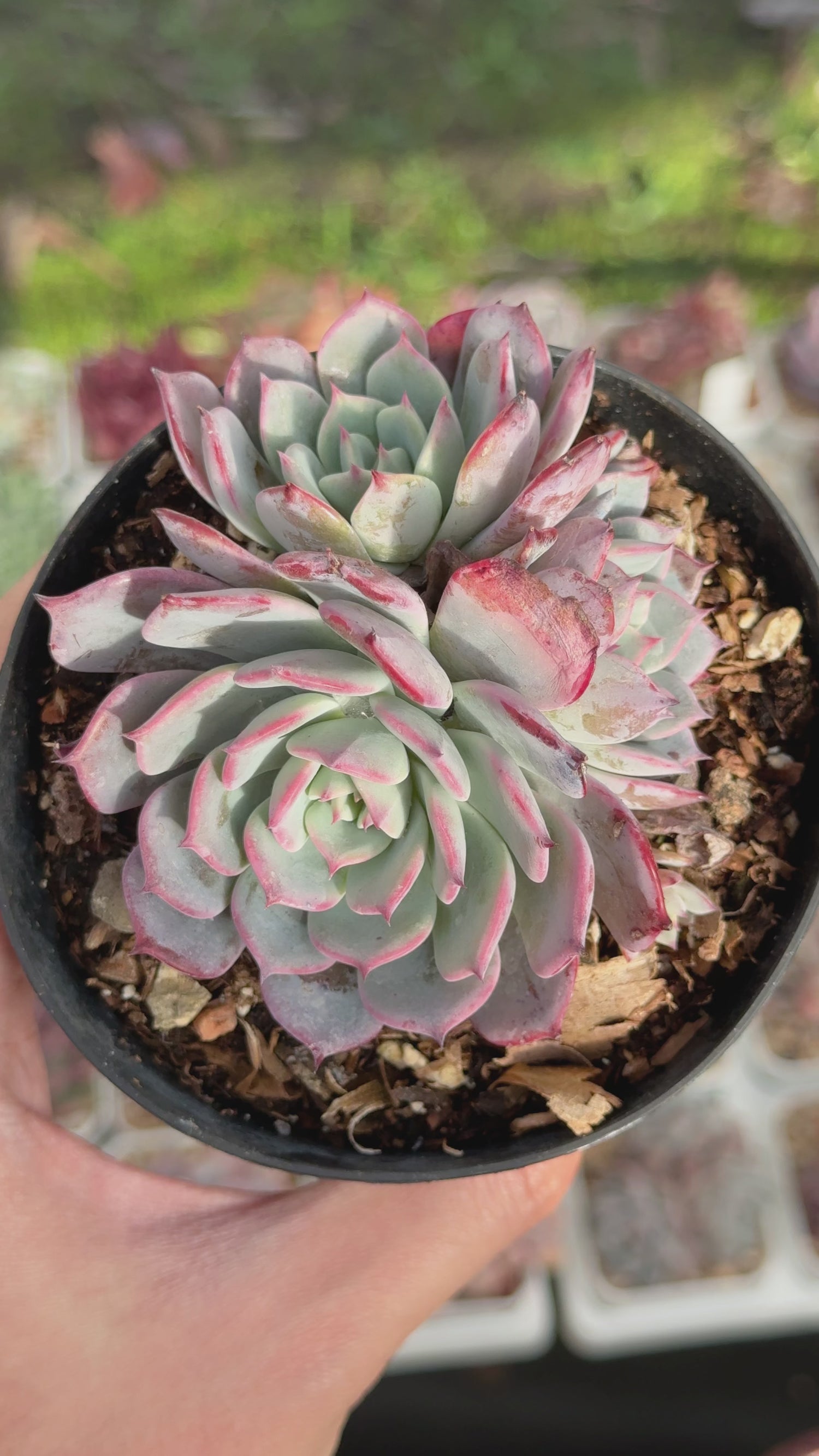 Echeveria Laurensis Succulent Plant