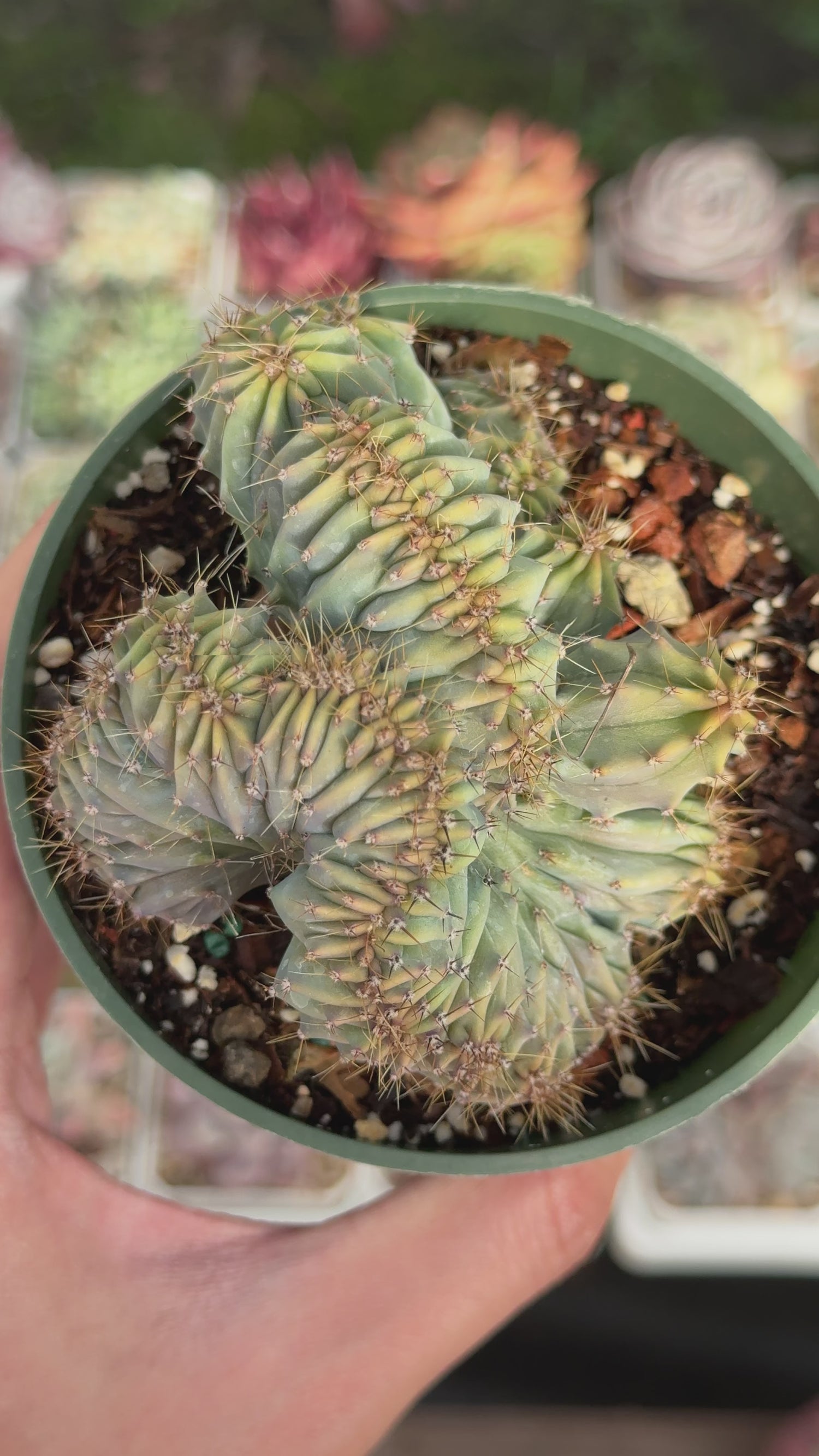 Myrtillocactus geometrizans cristata Succulent Plant