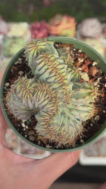 Myrtillocactus geometrizans cristata Succulent Plant