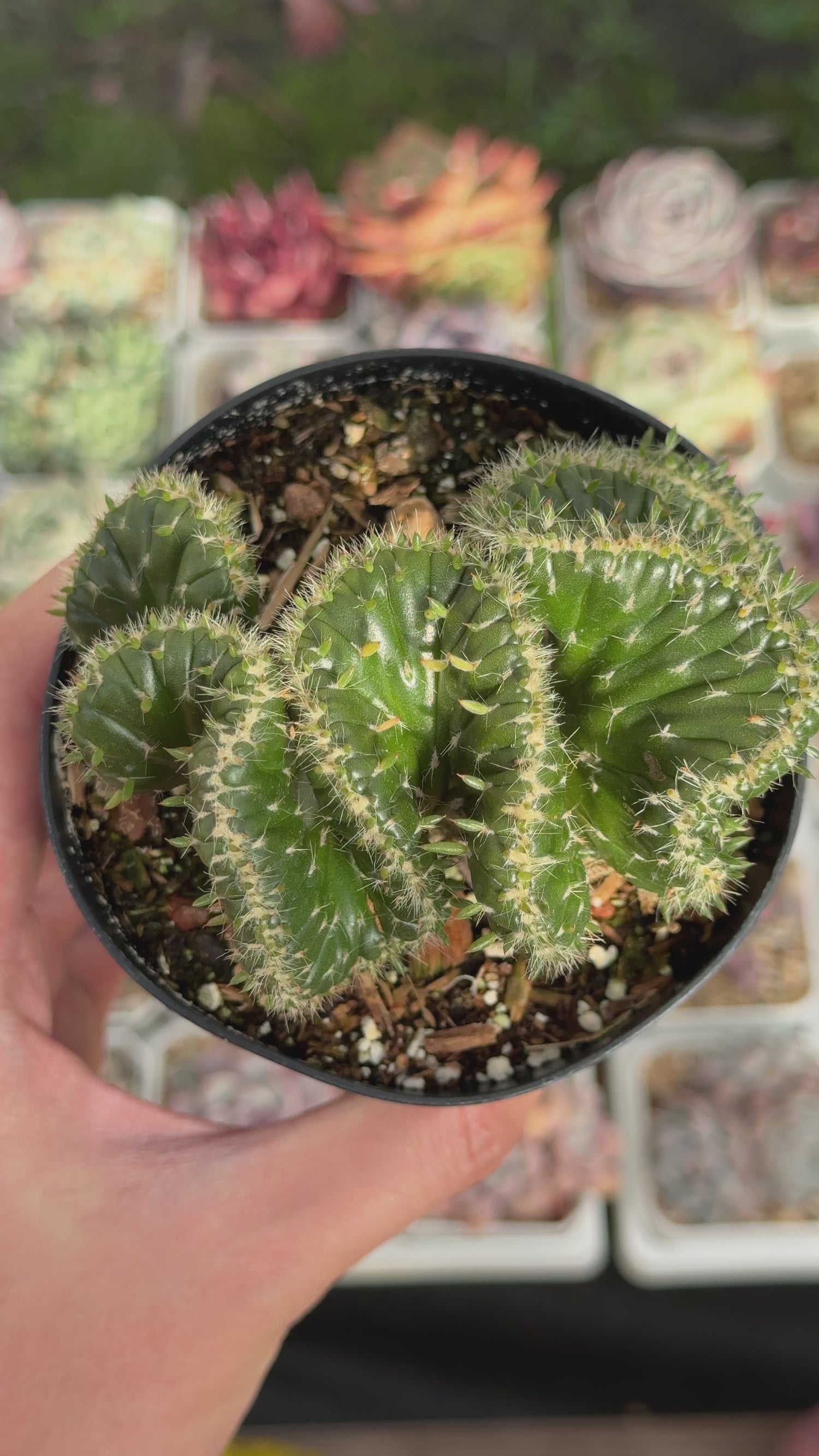Opuntia subulata cristata Succulent Plant