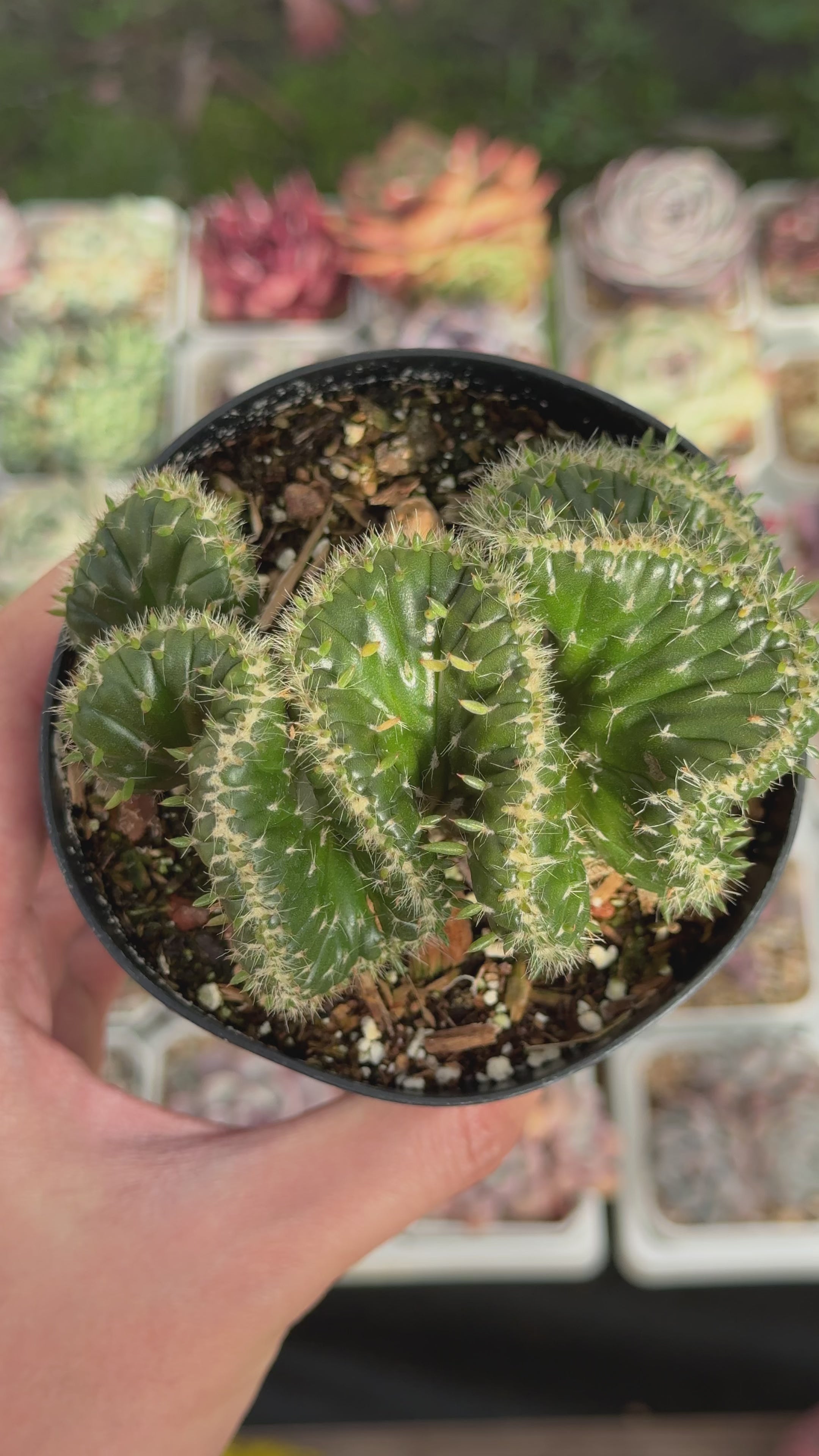 Opuntia subulata cristata Succulent Plant