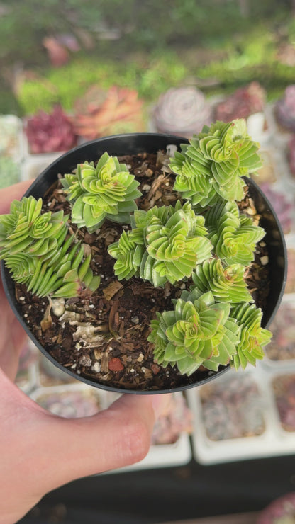 Crassula Spiralis Succulent Plant