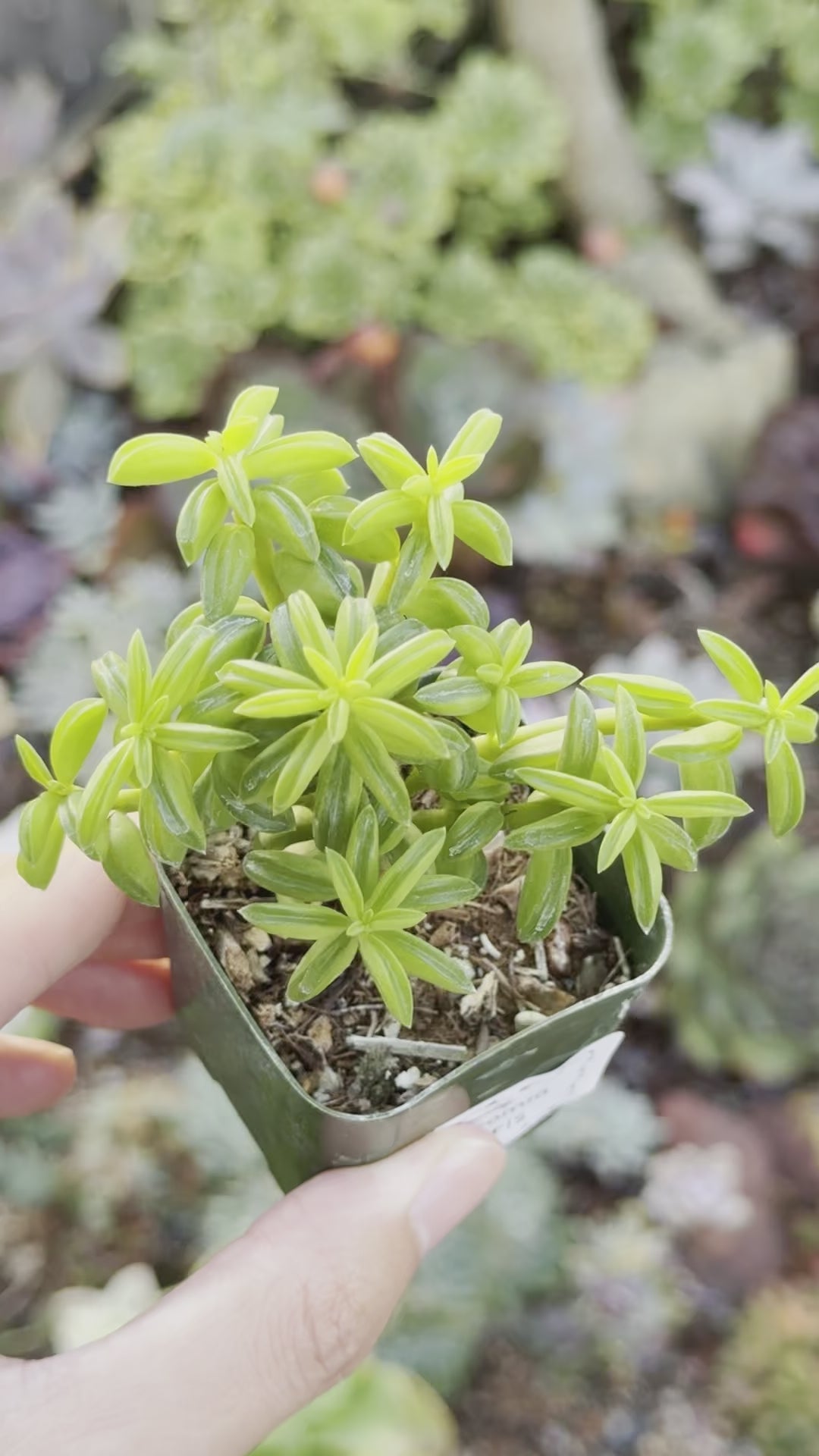 Peperomia axillaris Succulent Plant