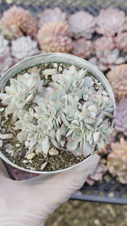 Crested Echeveria Esther Succulent Plant