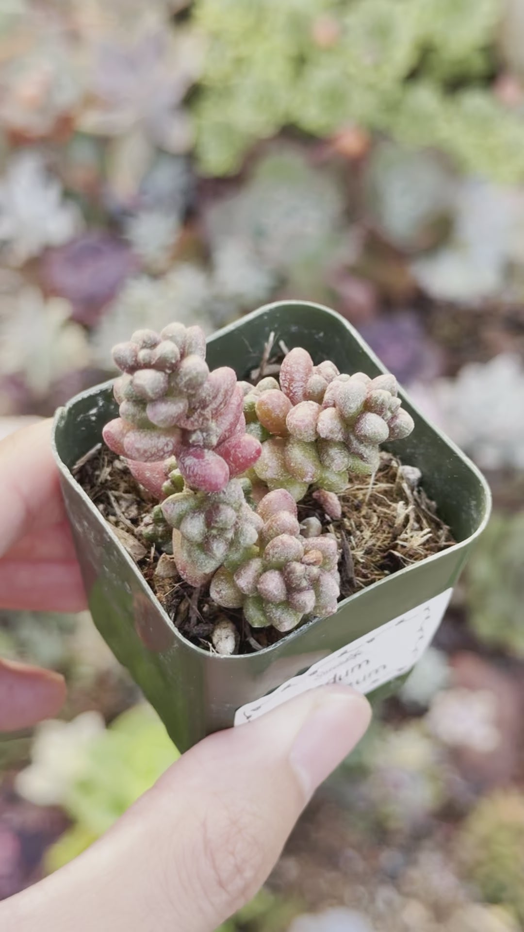 Sedum furfaceum Succulent Plant