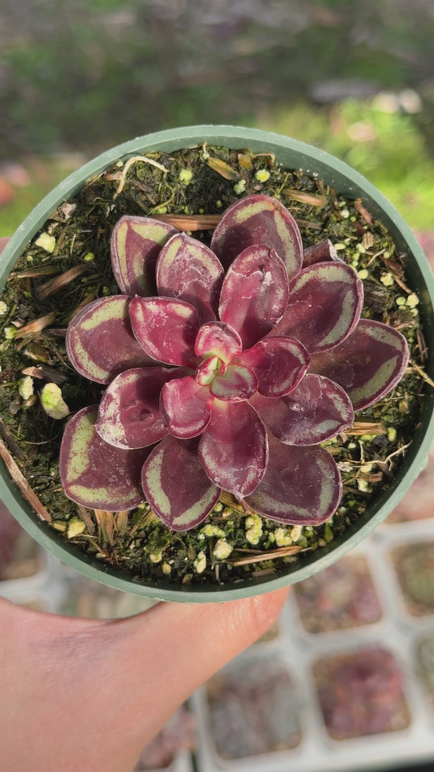 Echeveria Maruba Benitsukasa Succulent Plant