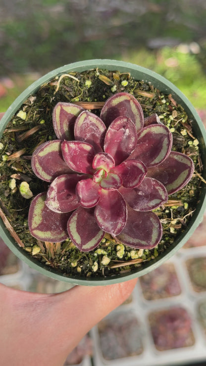 Echeveria Maruba Benitsukasa Succulent Plant