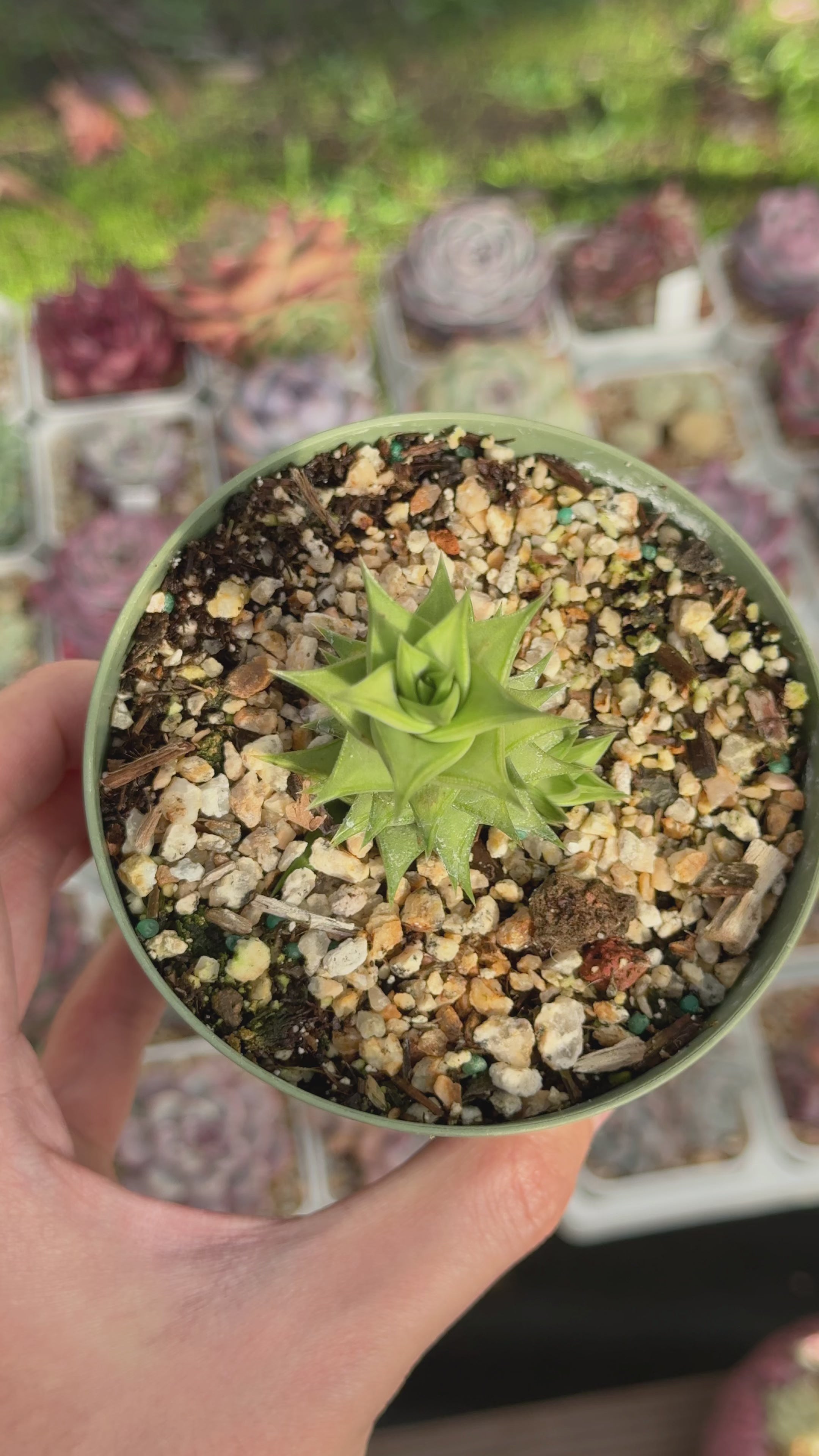 Astroloba spiralis Rare Succulent Plant