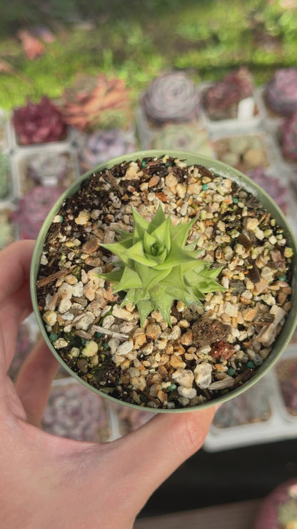Astroloba spiralis Rare Succulent Plant