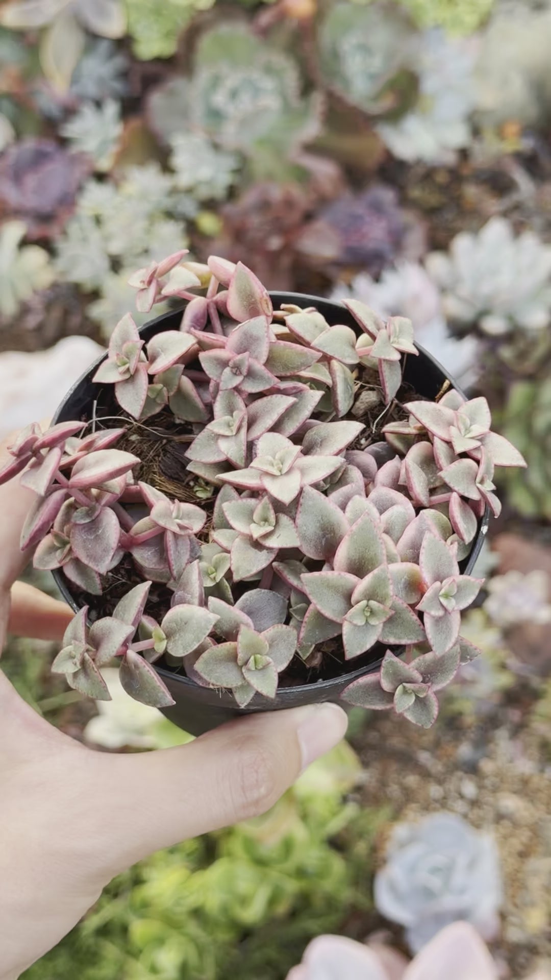 Variegated Crassula Calico Kitten Succulent Plant