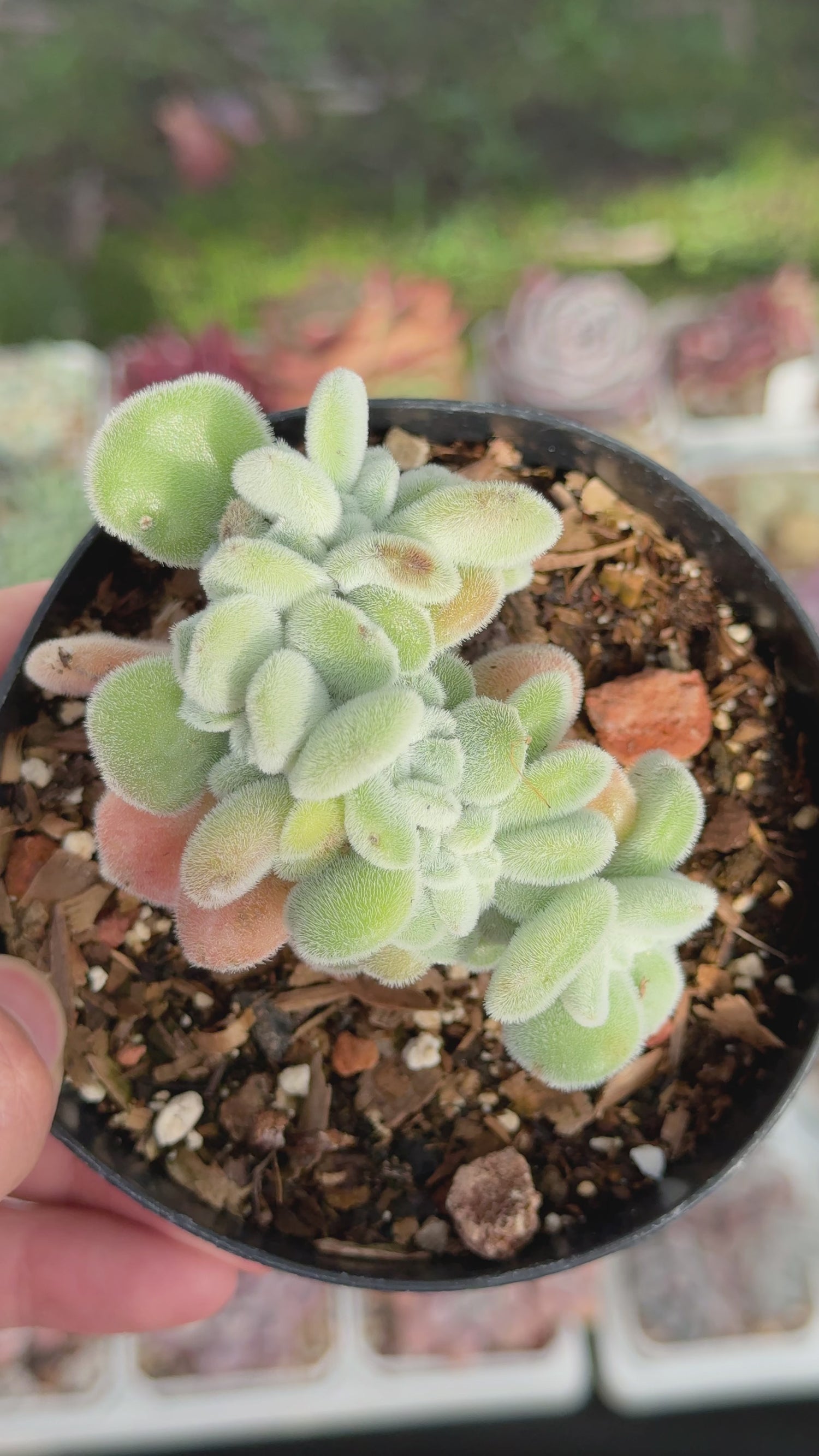Echeveria Frosty cristata Succulent Plant