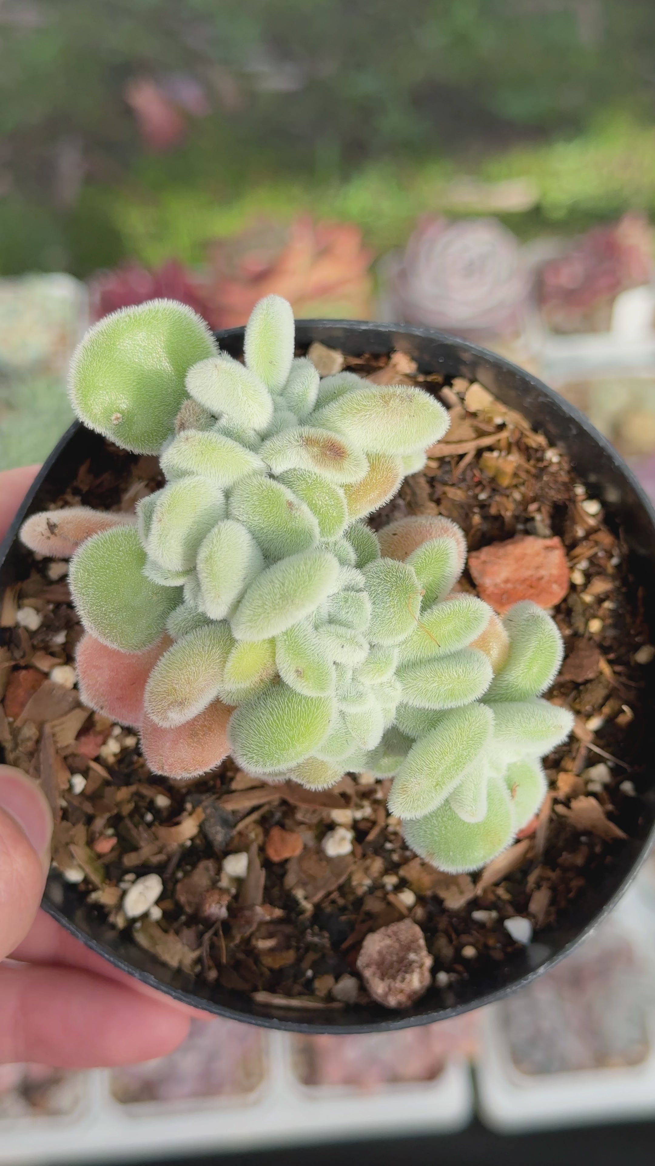 Echeveria Frosty cristata Succulent Plant