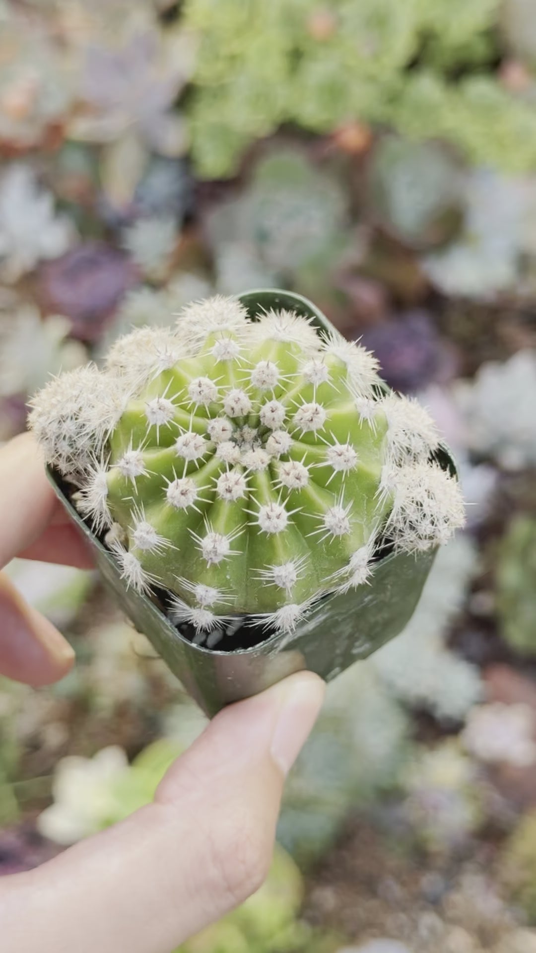 Echinopsis subdenudata Succulent Plant