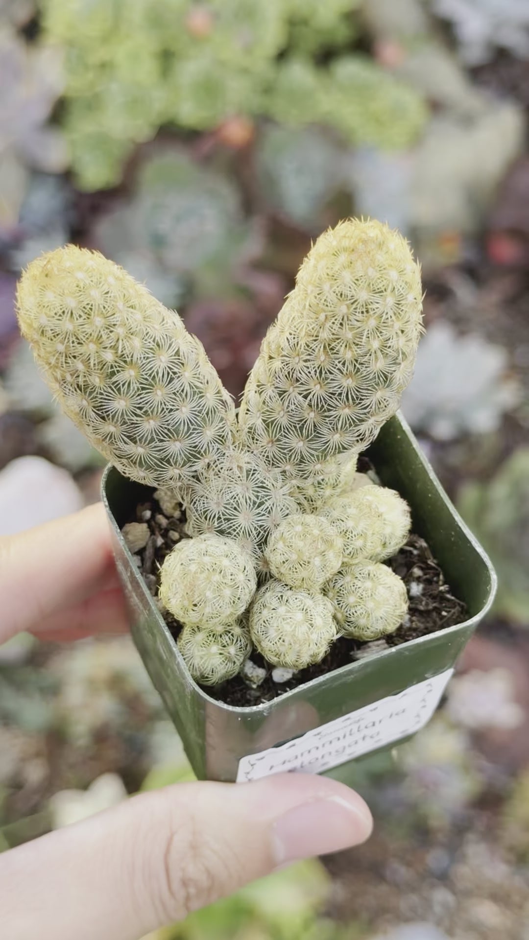 Mammillaria elongata Succulent Plant