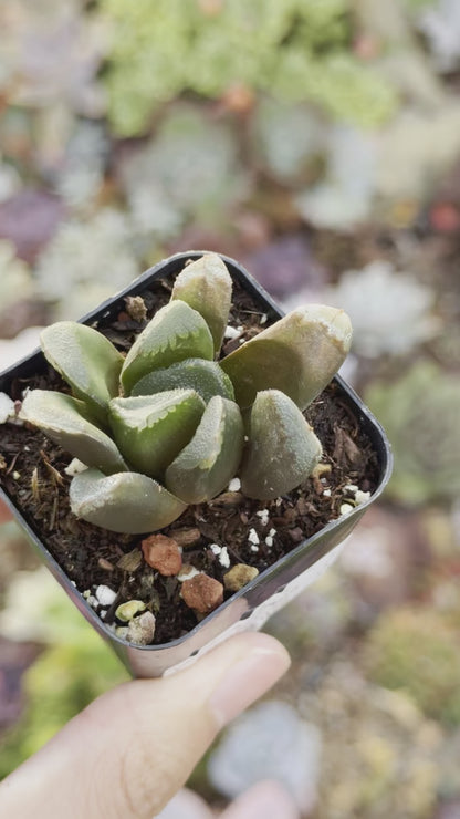 Haworthia truncata x maughanii Succulent Plant