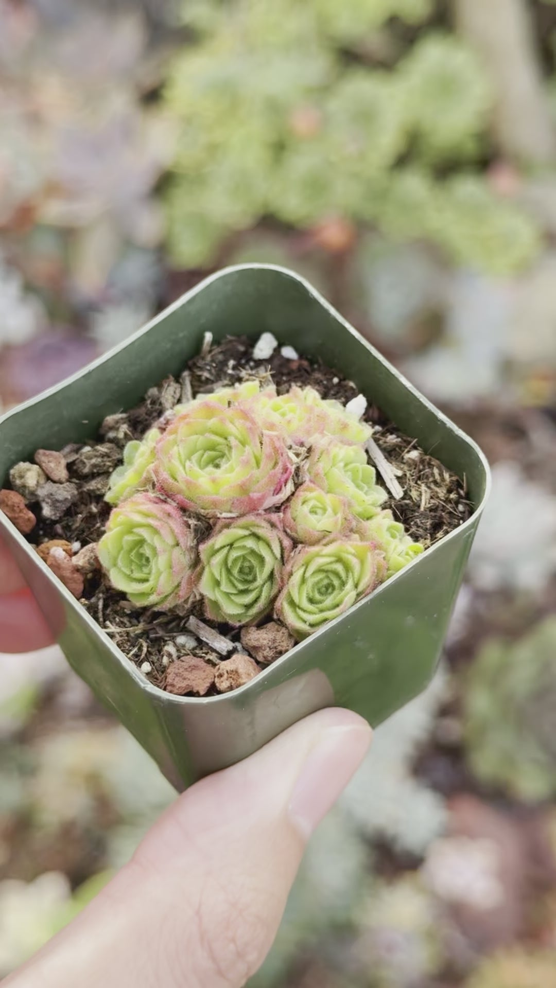 Rosularia platyphylla Succulent Plant
