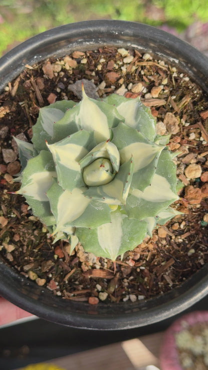 Dwarf Agave isthmensis &