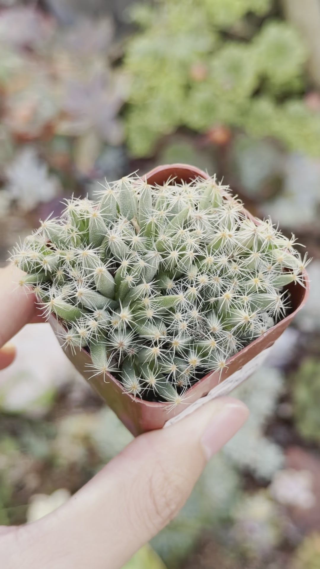 Trichodiadema densum Mini Desert Rose Succulent Plant